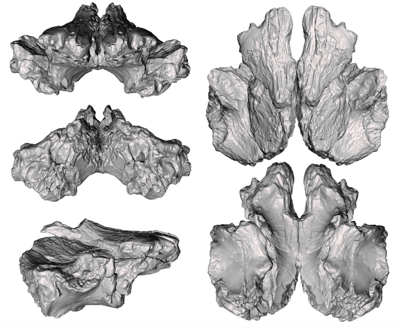 3D models of the D. dynastes bones